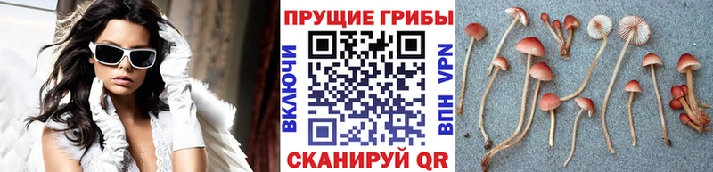 Псилоцибиновые грибы мицелий  купить наркотик  Черепаново 